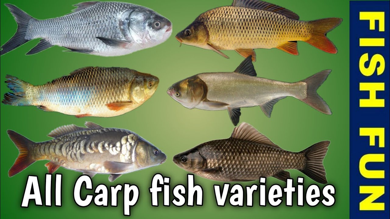 All types of carp fish found across world varieties of carps fish