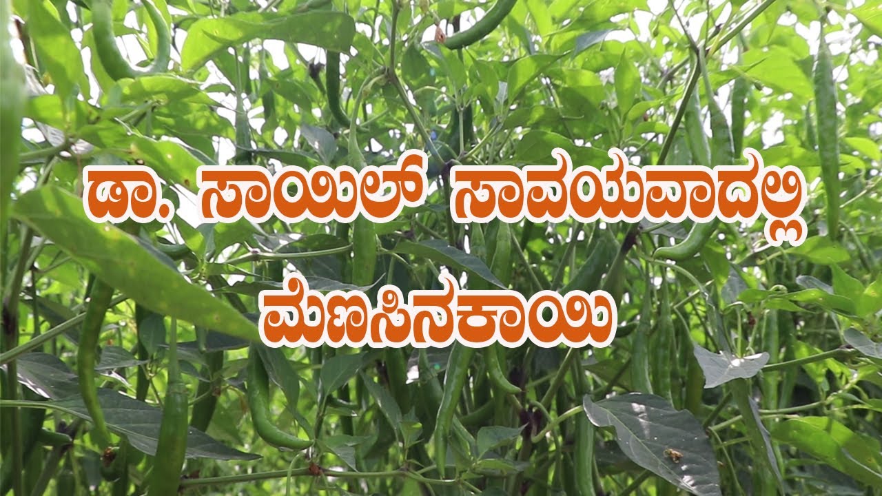ಉತ್ಕೃಷ್ಟ ಬೆಳೆ ಮೆಣಸಿನಕಾಯಿ ||Organic chilly growers ||Drsoil farming in chilly ||chilly good results