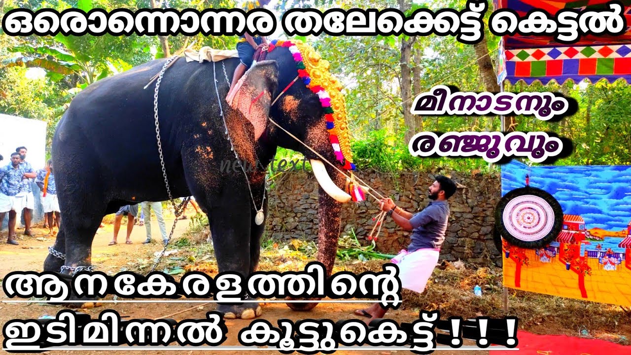 മീനാട് വിനായകനെ പൂരത്തിനൊരുക്കി കോളങ്ങാട്ടുകര രഞ്ജു....😍😍 ഉശിരൻ ആനയും യുവചട്ടക്കാരിൽ ഉശിരനും🔥🔥