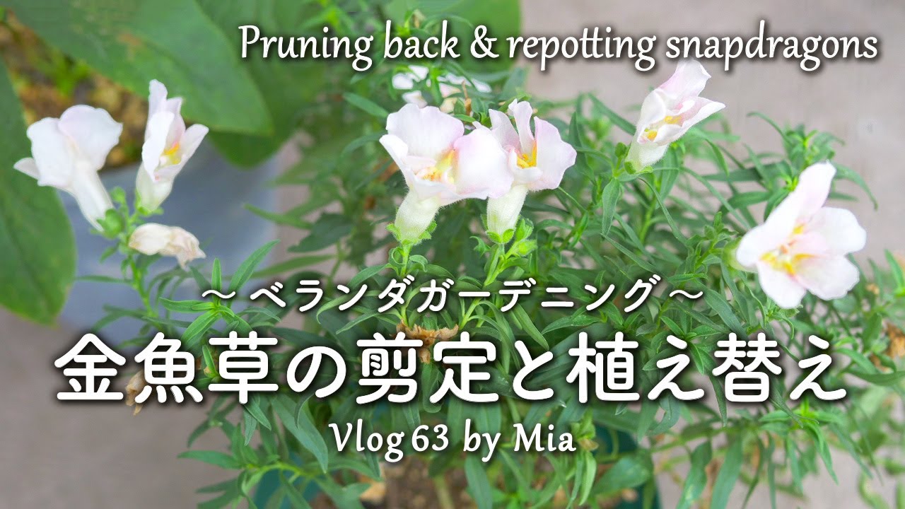 【植え替え】秋の花に期待！夏越しした金魚草の剪定と植え替え | ベランダガーデニング #63 Pruning back & repotting snapdragons