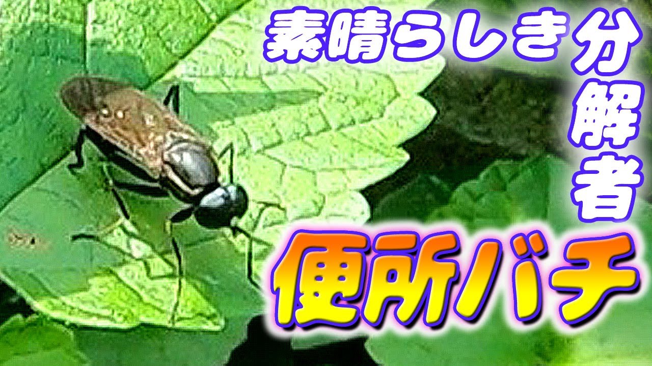 忌み嫌われている便所バチが実はとても優秀な分解者だった