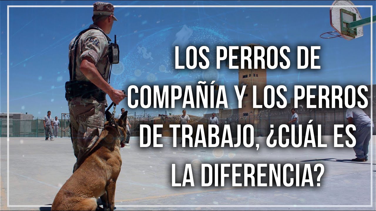 Los perros de compa&ntilde;&iacute;a y los perros de trabajo, &iquest;Cu&aacute;l es la diferencia?