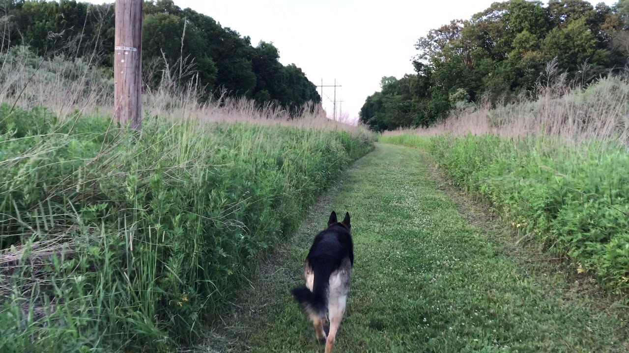 Deer and Rabbit Encounter! Off-Leash German Shepherd chasing a wild rabbit!  ep176
