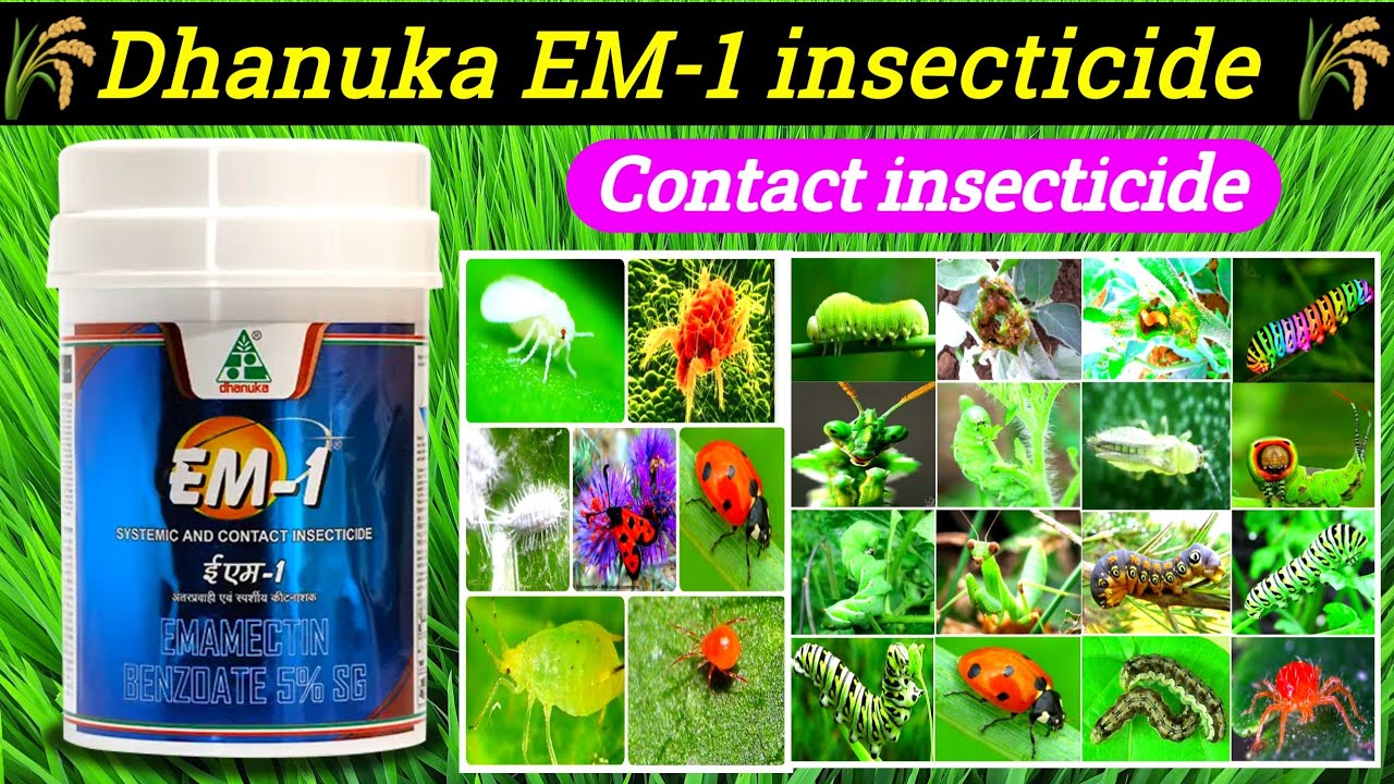 Dhanuka EM-1 insecticide| Emamectin benzoate-5%SG| em-1 insecticide price dose work result|CGKISANTV