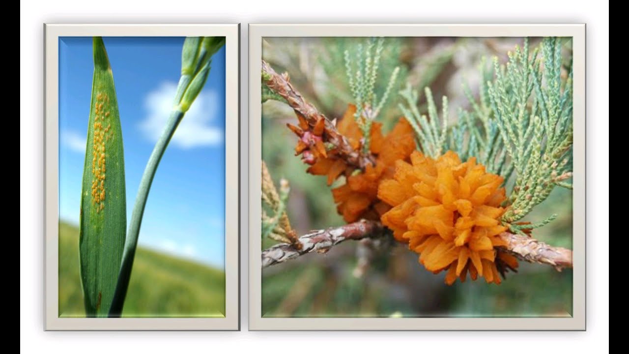 Rust in peace: breeding and cultural practices to mitigate rust diseases in crops and forest trees