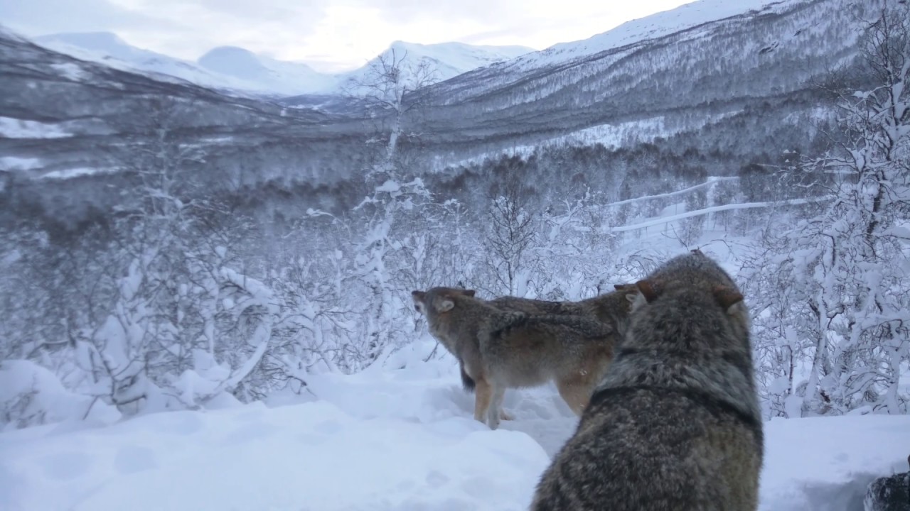 Among howling wolves at Polar Park in Norway