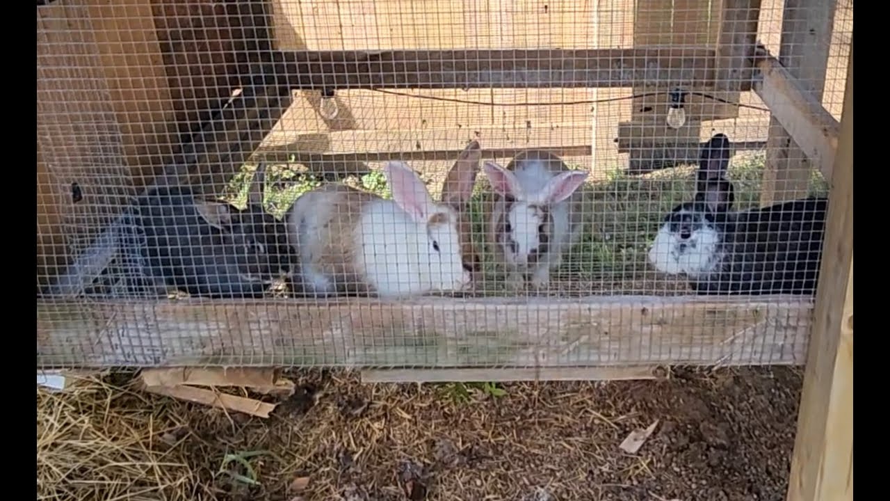Hawk Proof Free Roaming Rabbits