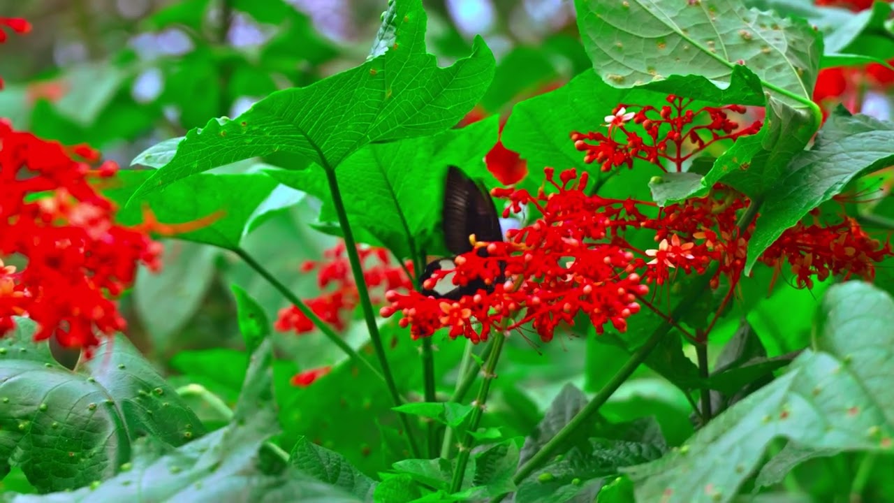4K HDR Kemenuh Butterfly Park Bali