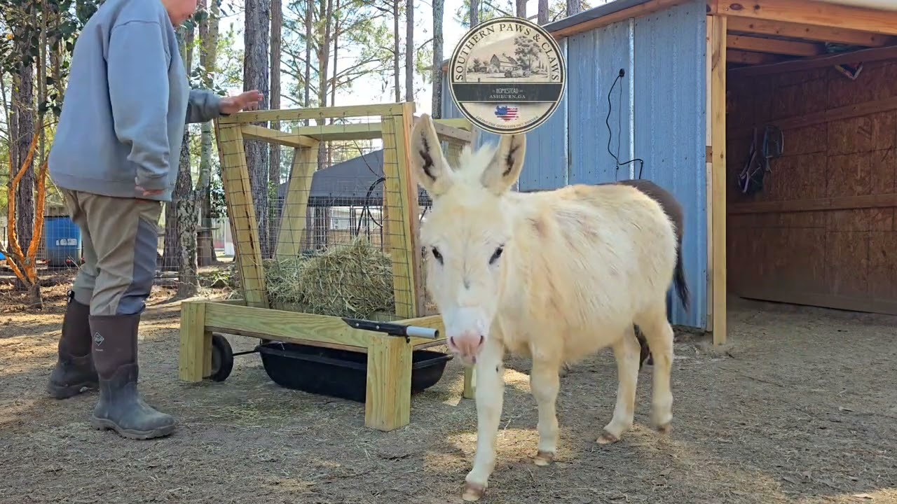 Donkey cam: Grace and Daisy on the morning hay