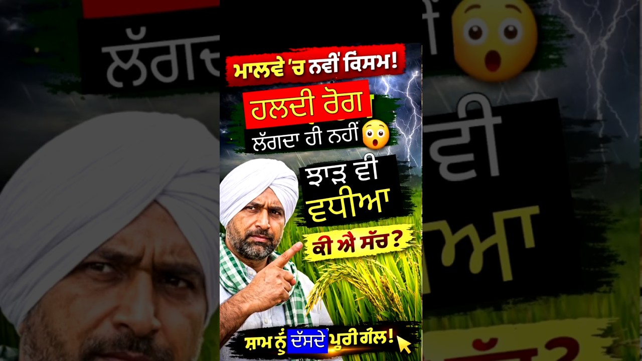 👉🌾 ਮਾਲਵੇ ਵਿੱਚ ਨਵੀਂ ਝੋਨੇ ਦੀ ਕਿਸਮ! ਹਲਦੀ ਰੋਗ ਨਹੀਂ ਲੱਗਦਾ? #shorts