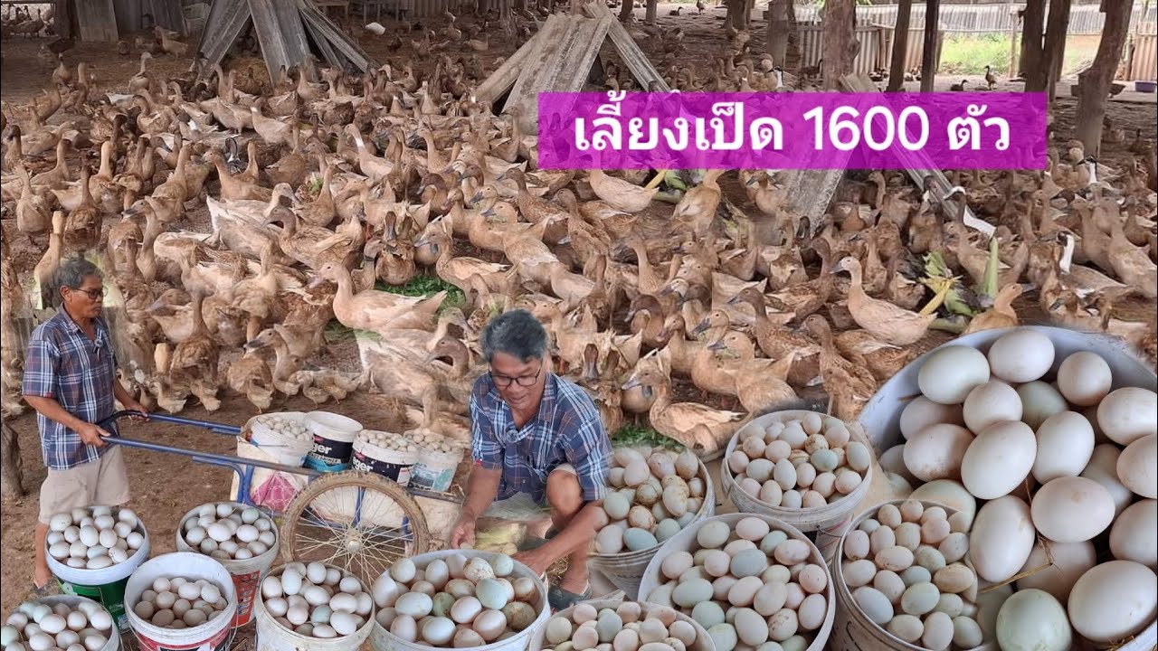 ไข่เป็ดขายดี🦆เก็บวันละ1000กว่าฟองต้องจองถึงจะได้กิน