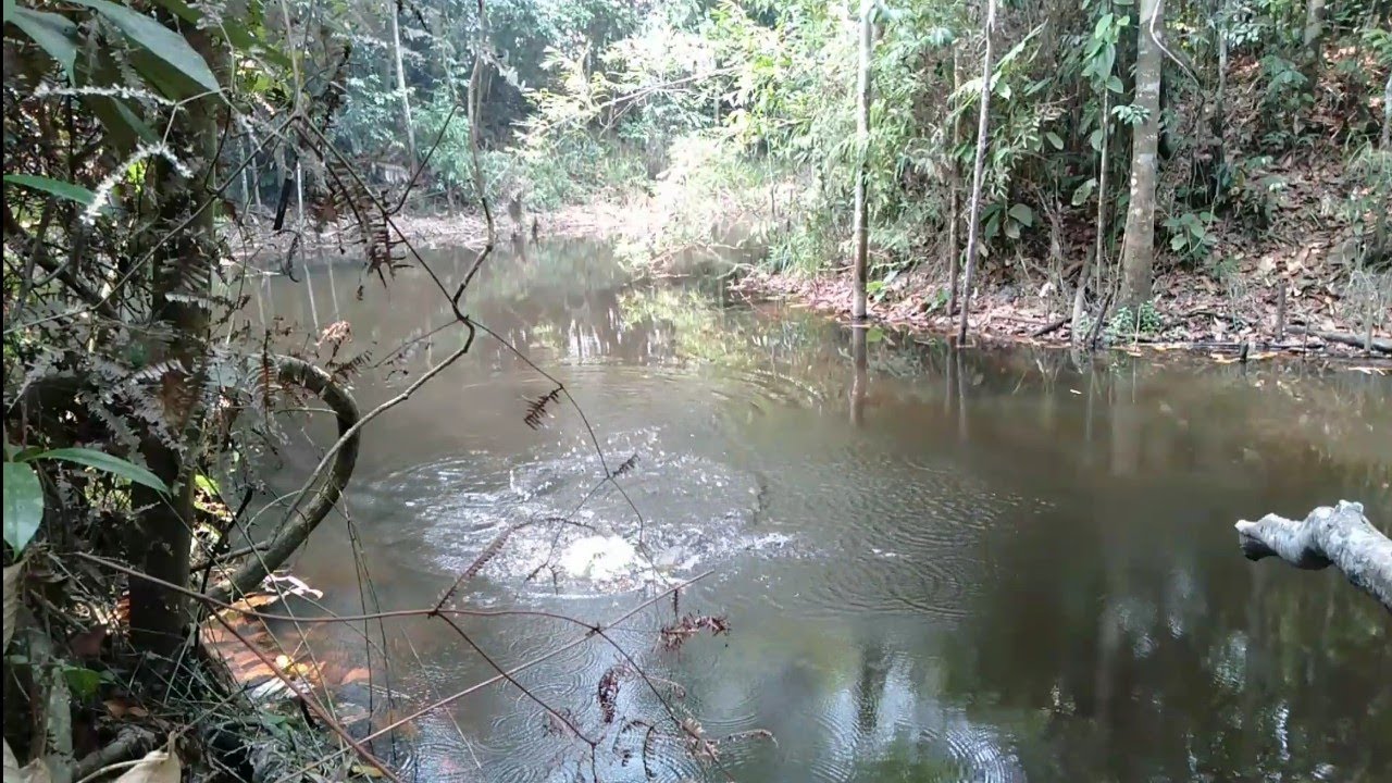 MANCING DI RAWA TENGAH HUTAN  TARIKAN NYA BIKIN GEMETAR MAS BROO...