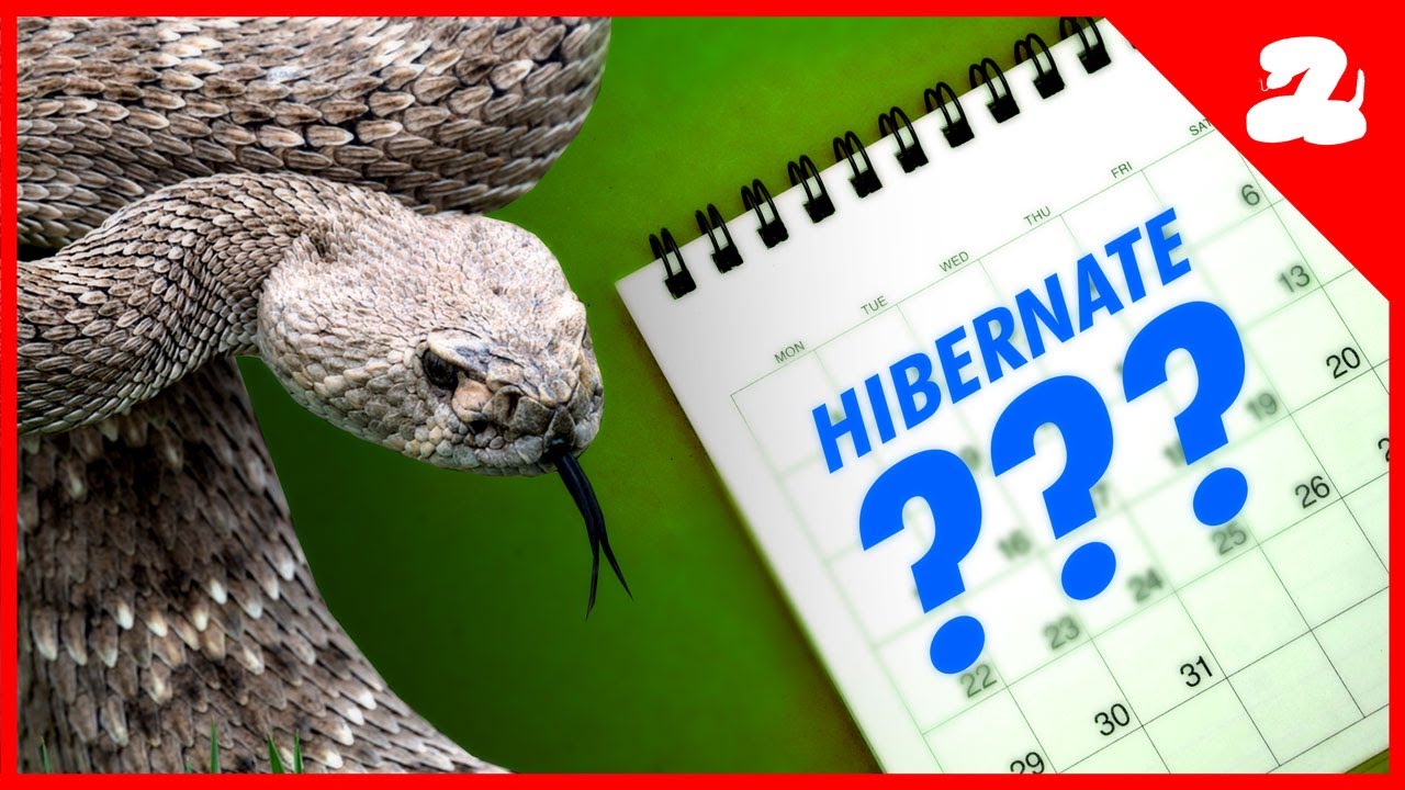 When Do Rattlesnakes Go Away For The Winter?