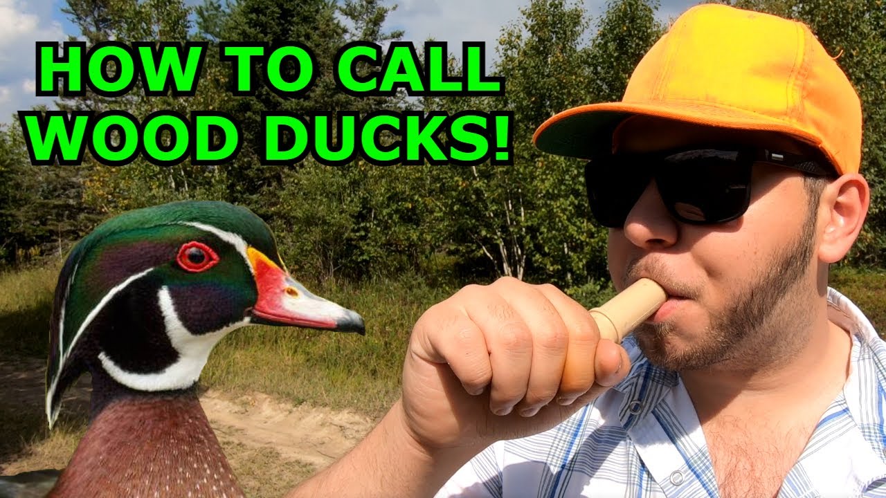 HOW TO Call Wood Ducks! (Duck Hunting Tips!)