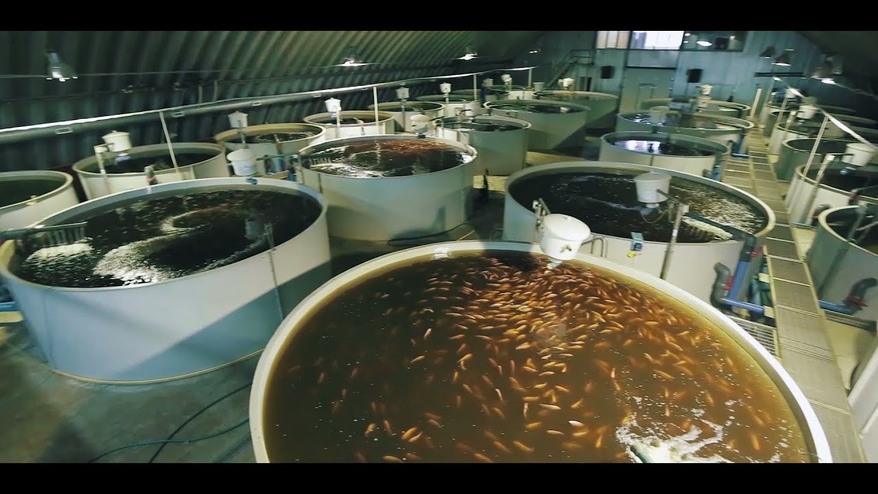 Сладковский рыбзавод (Тюмень)