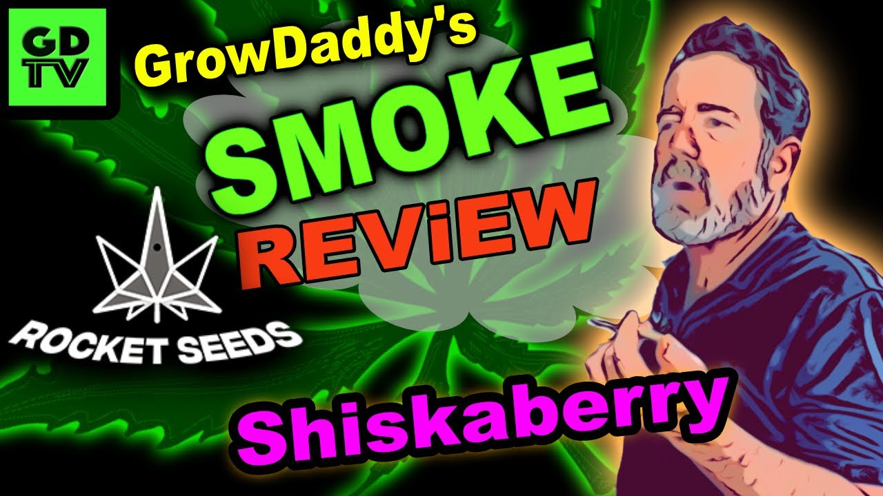GDTV - Обзор сорта Smoke - Плющ - Наши семена шискаберри от Rocket Seeds из 10-го сезона