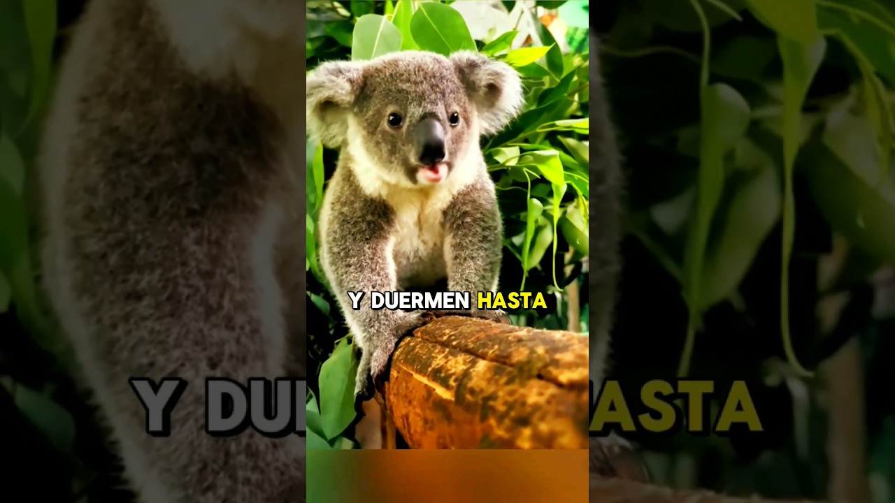 "¡Koalas: Tesoros Australianos en Peligro! 🐨🌿"