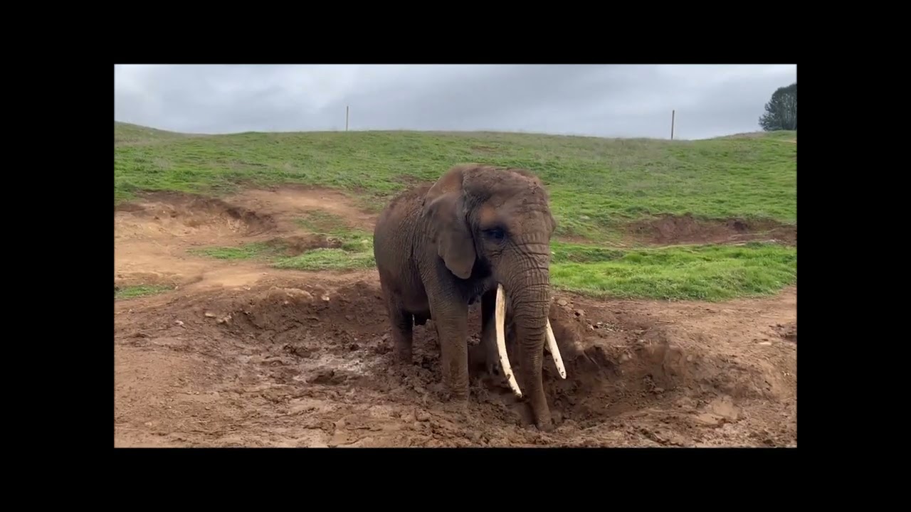 African Elephant Toka having fun in the mud!