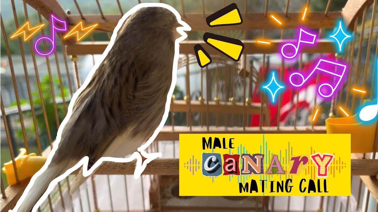 Male Canary Mating Call - Relaxing Canary Singing - Kanarya Eğitim Sesi (new video)