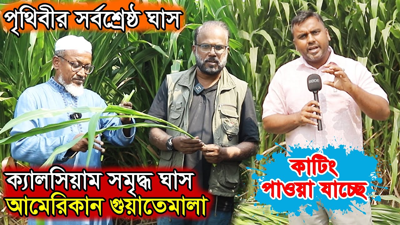 হাই প্রোটিন ও ক্যালসিয়াম সমৃদ্ধ সর্বশ্রেষ্ঠ ঘাস আমেরিকার গুয়াতেমালা ঘাস। American Guatemala Grass.