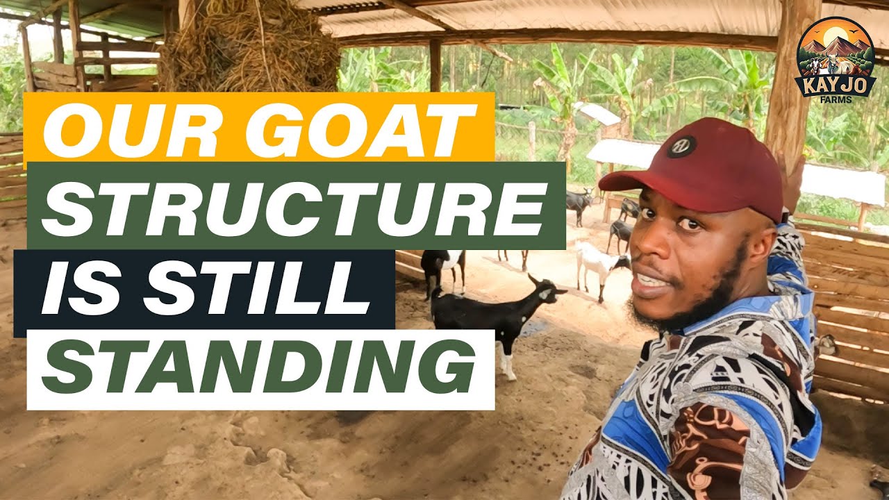 We Built a Goat Structure Ourselves And It’s STILL Standing  | ep102