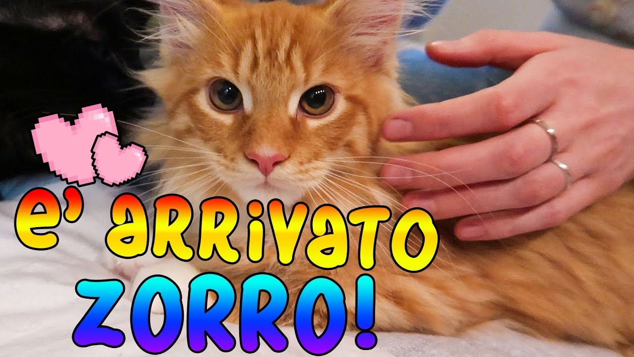 BENVENUTO ZORRO! l'arrivo del DECIMO gatto e la reazione dei suoi fratellini animali!
