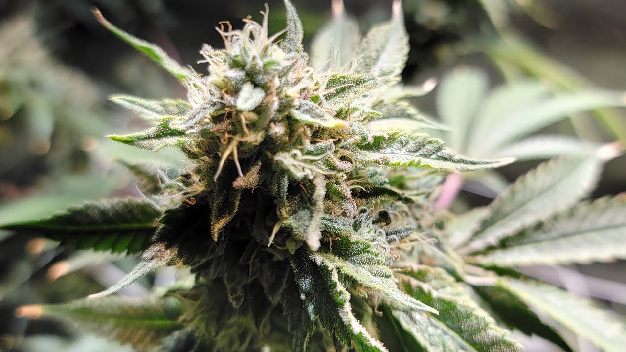 Day 58 of flower for the 3x3 grassroots living soil bed with build a soil take n bake kit