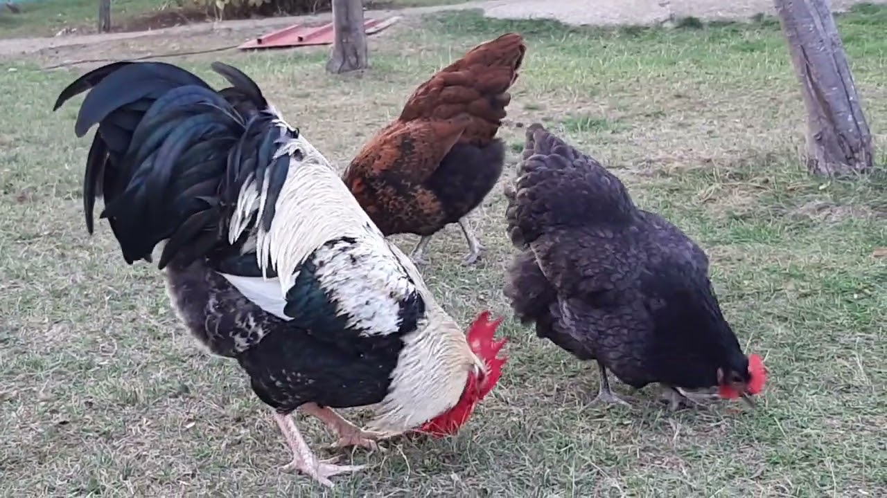 Pulat e fshatit Zabergje