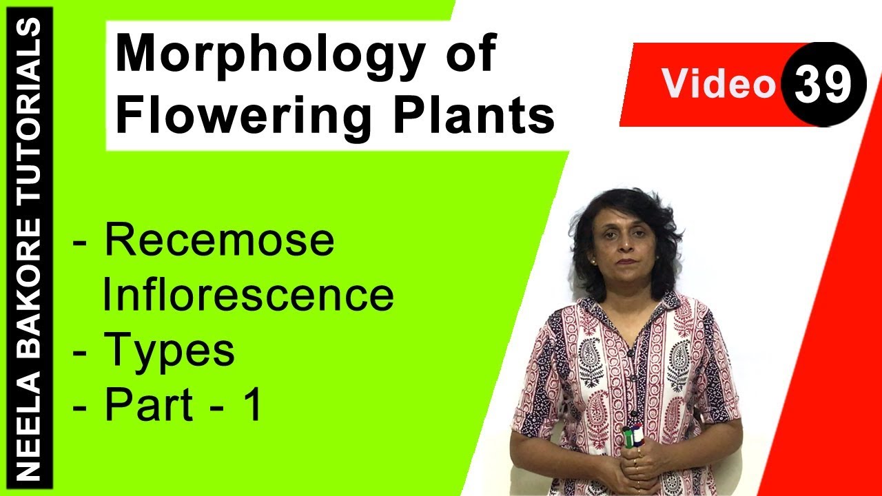 Morphology of Flowering Plants | NEET | Recemose Inflorescence - Types - Part - 1 | Neela Bakore