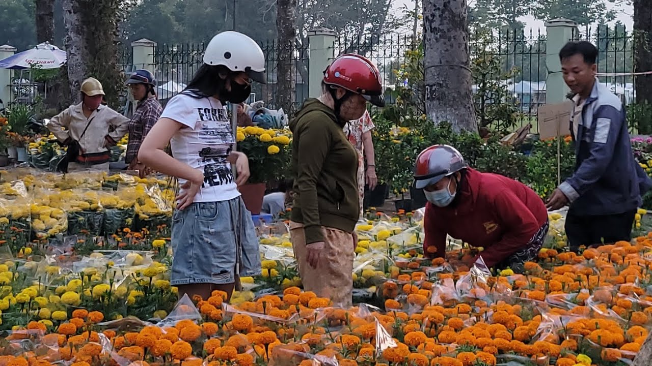 Tưng Bừng Chợ Hoa Tết Cao Lãnh 2026 Bùng Nổ Mai tiền tỉ cập nhật giá hoa, Cúc, dưa hấu Tết 