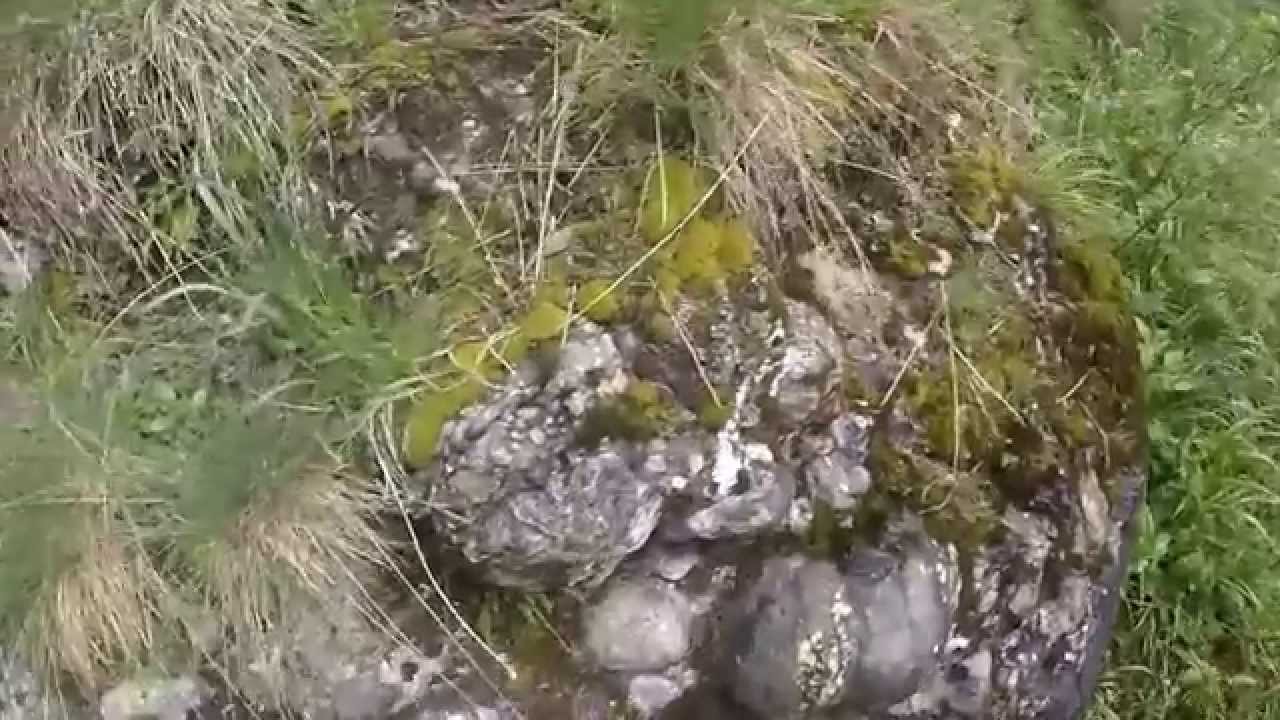 Jepii Mici