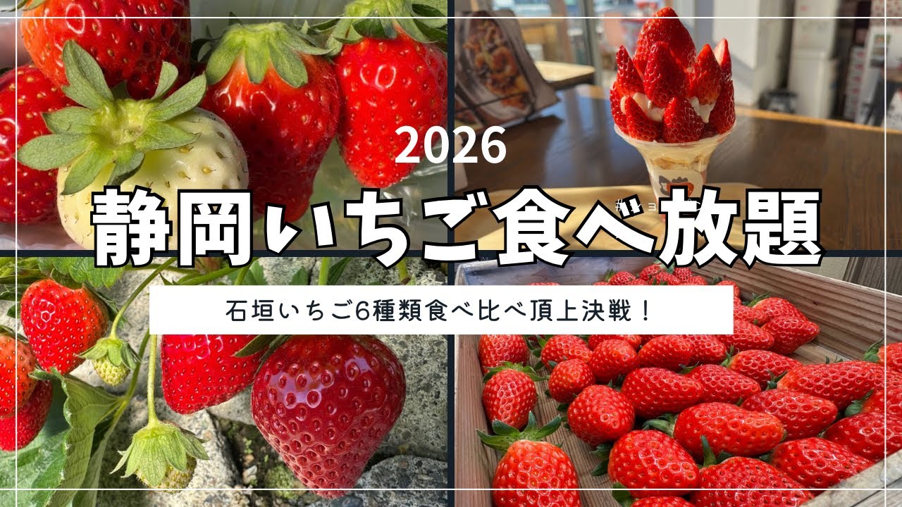【静岡いちご旅】石垣いちご6種類食べ放題、頂上決戦！勝手に1位🥇は、果肉しっかり甘味が最高のあの品種【駿河路の、いちごの季節到来です】