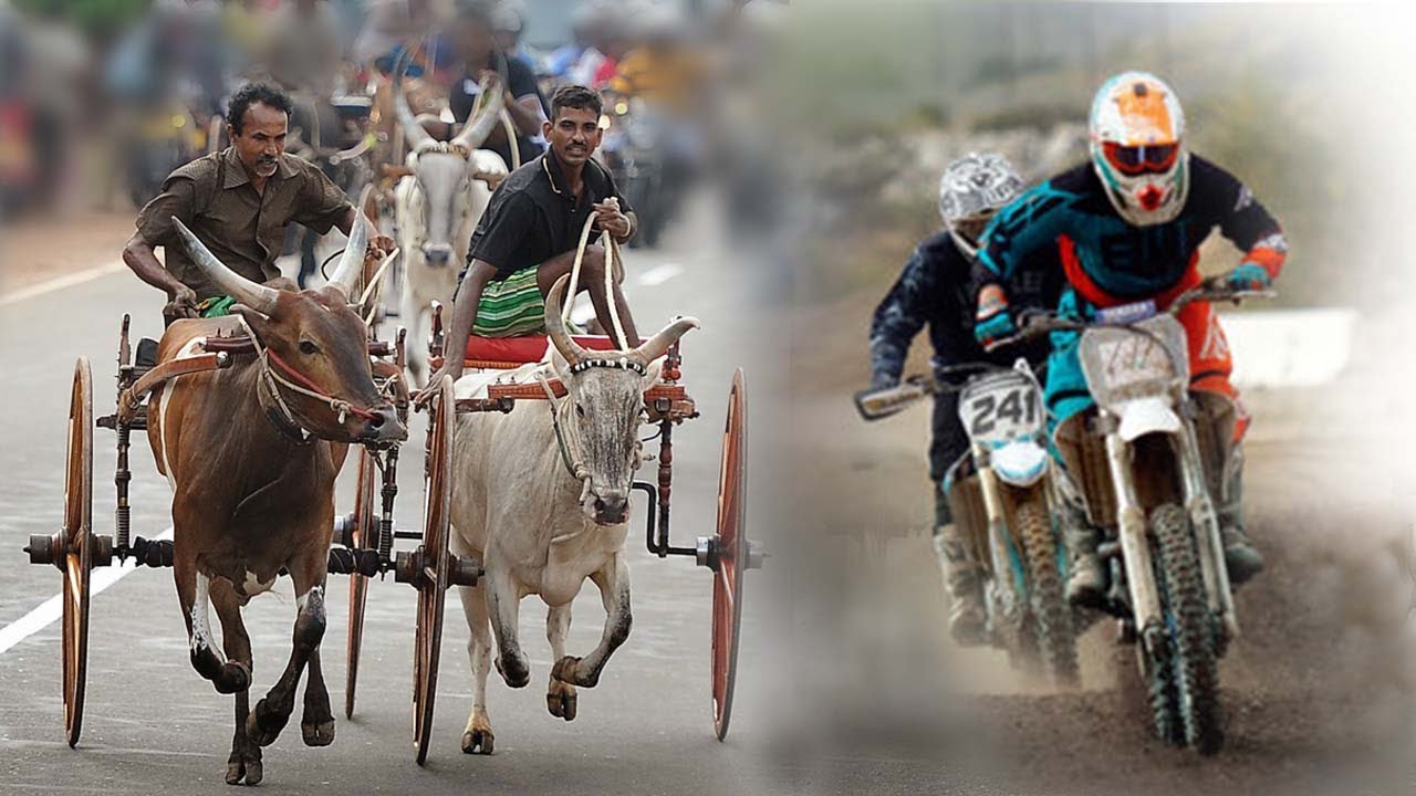 Bullock Cart Race in Sri lanka