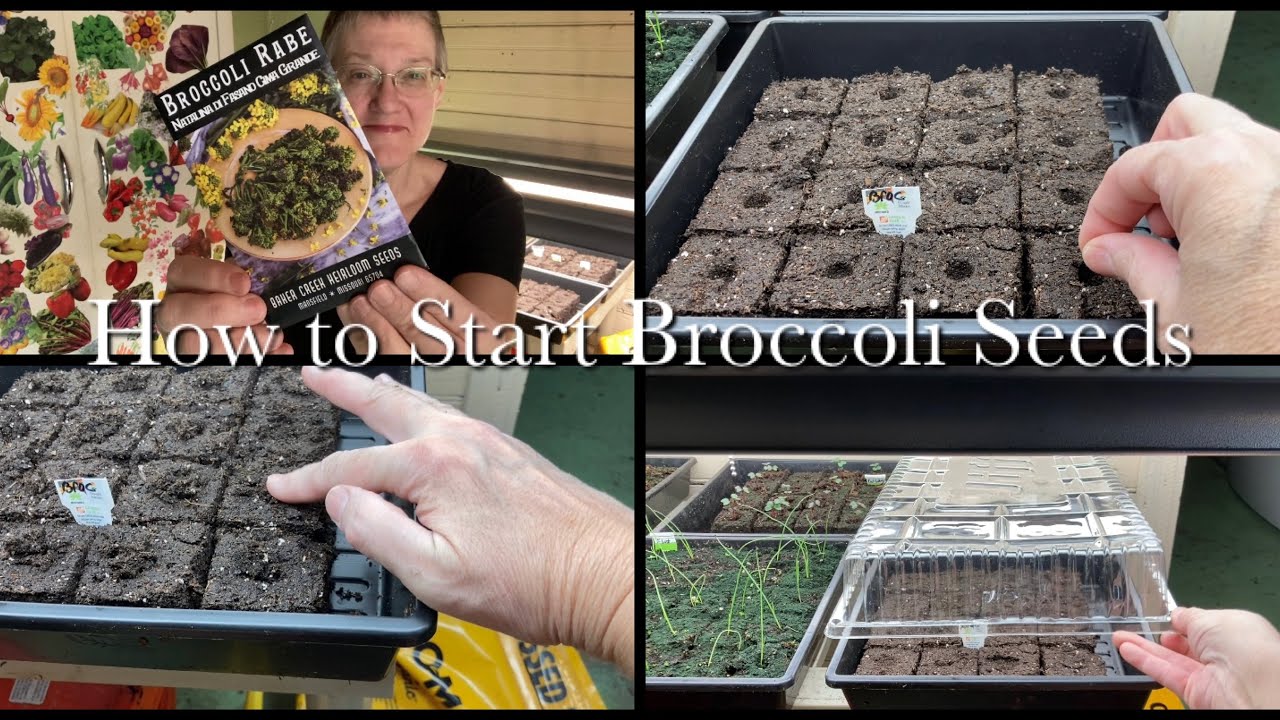 How to Sow Broccoli Rabe (Rapini) Seeds 101 | Broccoli Rabe Series Episode 1
