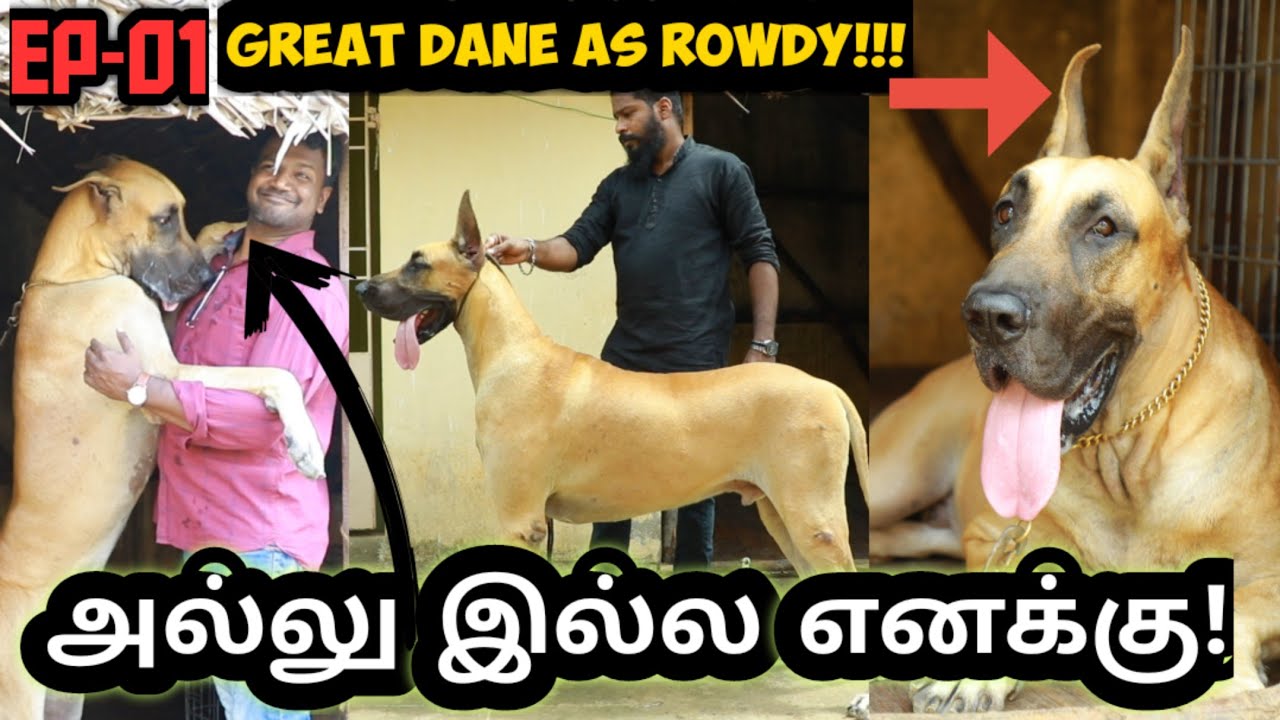 Great Dane 21 Months Old at Chennai | Named as Rowdy | American Breed | Purasai Naveen | Jay Vlogs