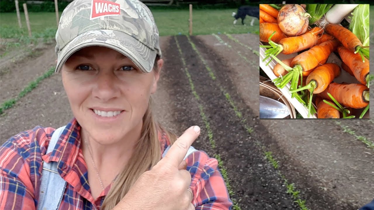 How We Sow Carrot Seeds for Excellent Germination!