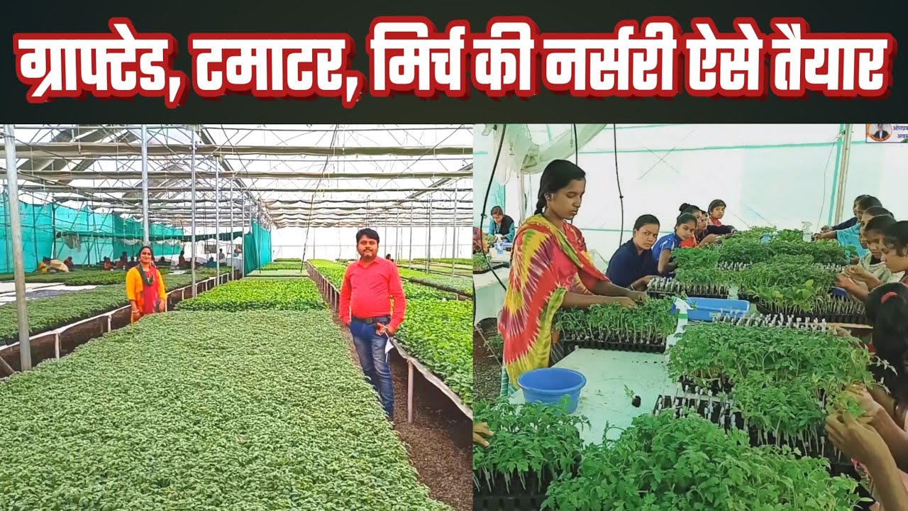 टमाटर ,मिर्च की ग्राफ्टिंग नर्सरी कैसे की जाती है?।। Grafting Tamatar ki narsari। Grafting plant