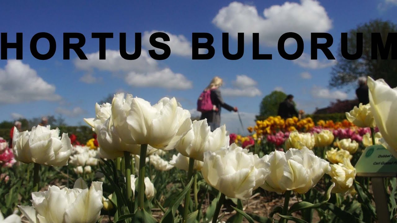 Hortus Bulborum Limmen