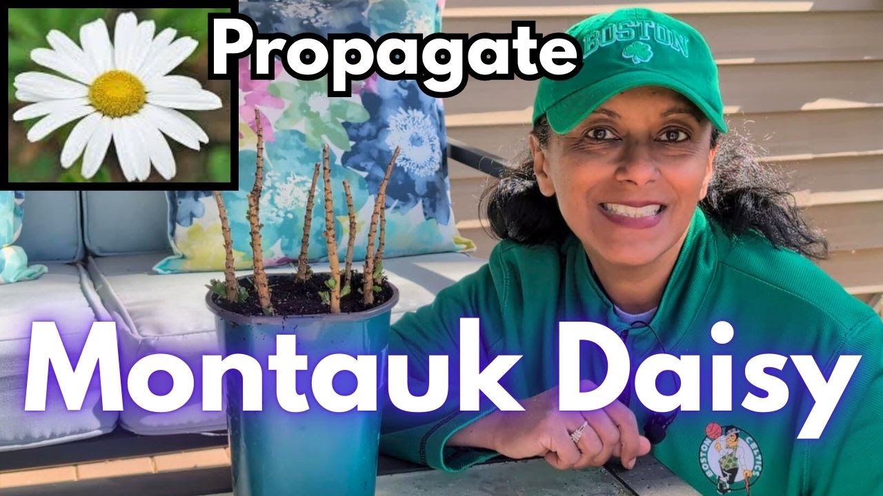 How To Prune & Propagate Montauk Daisy | Update On Last Years Cuttings || Nippon Daisy