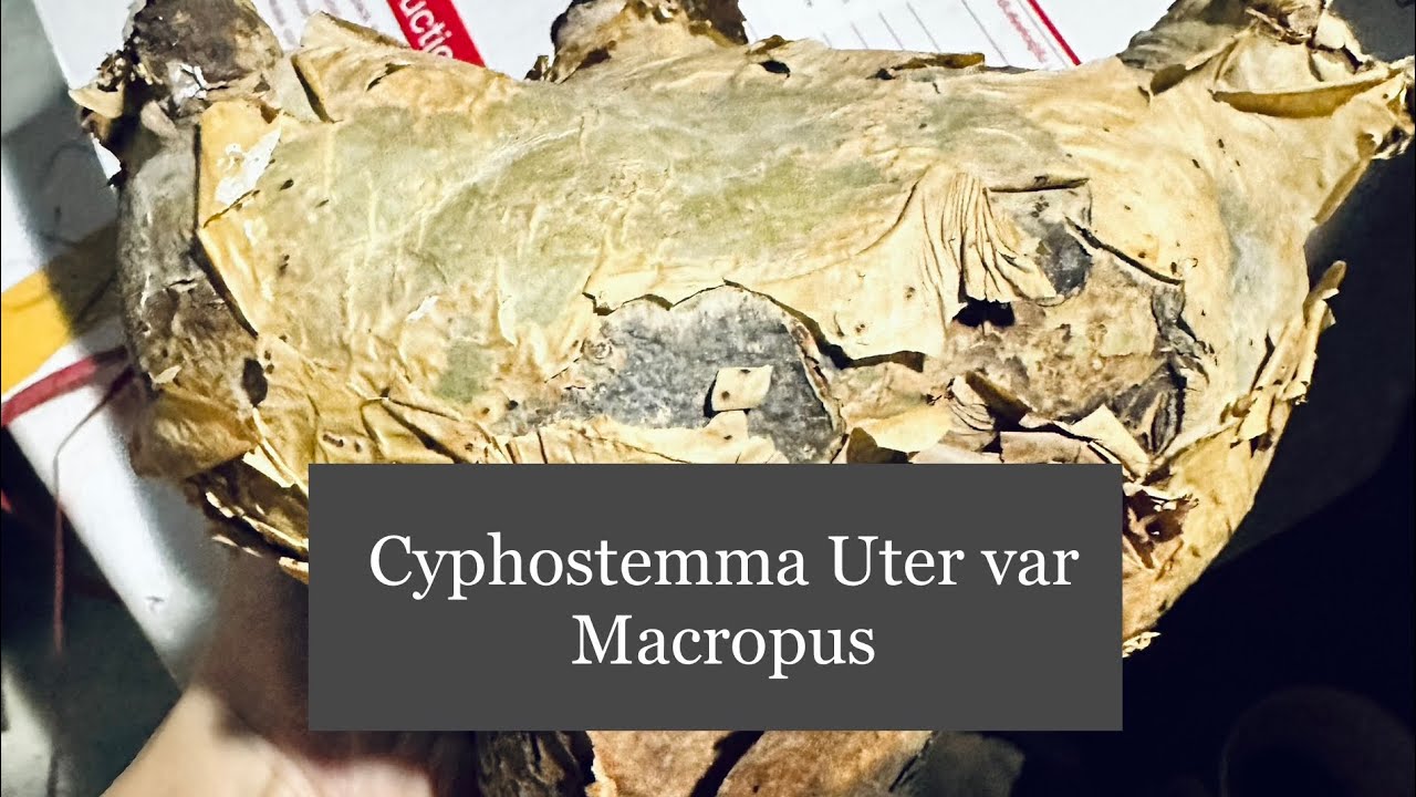 #36 - Unbox Cyphostemma Uter Macropus