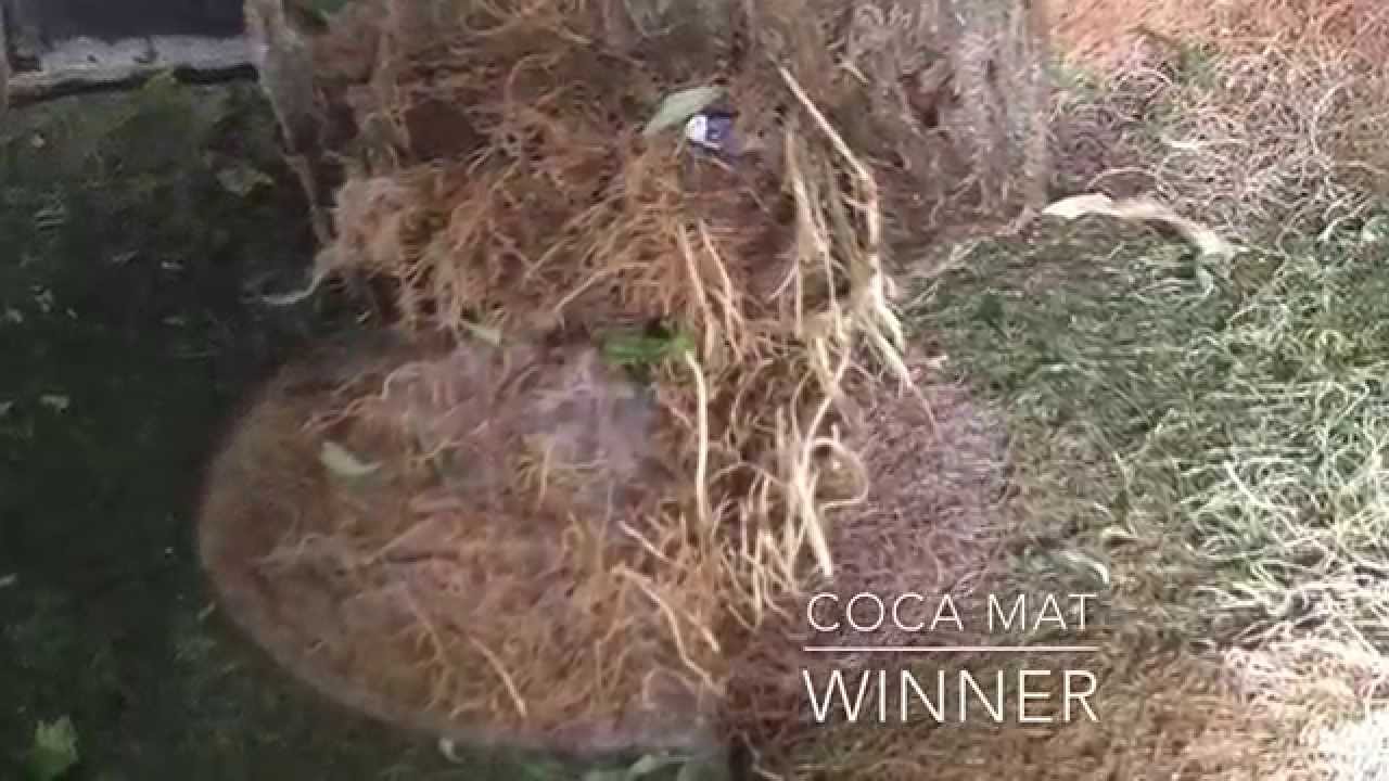 Sure to Grow vs Coca Mat ep6-6 side by side root comparison