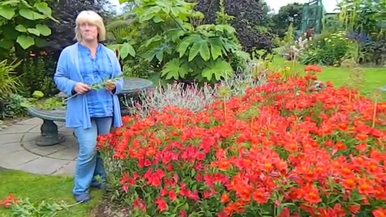 Как обрезать альстромерию (перуанскую лилию)