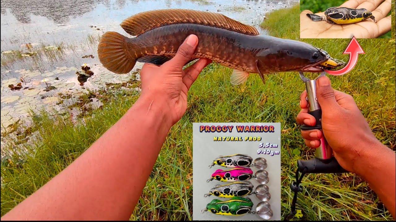 Proggy natural ഇവനെ കിട്ടിയാൽ വാങ്ങിക്കോ 💯Result |snake head master|#snakeheadfishing #fishing 