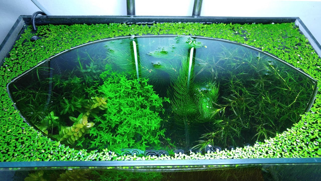 8 Months Update - (Too Many Shrimps) NO filter, NO CO2, NO Ferts 5 Gallon Nano Tank