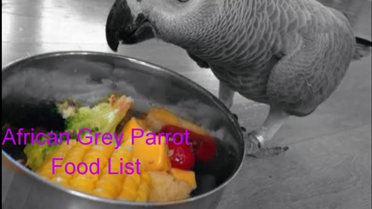 African Grey Parrot Food List Complete In English