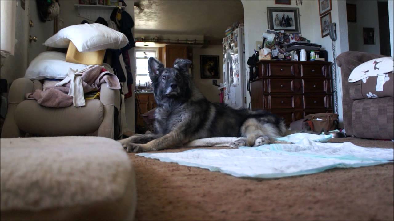 Expressing My Large Dog's Bladder