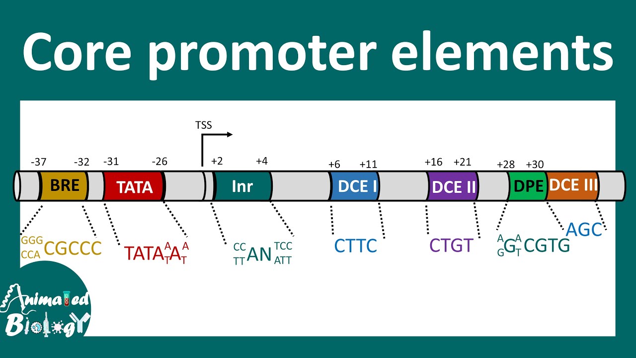 Core promoter elements | TATA box | BRE element | What is the importance of core promoter elements.