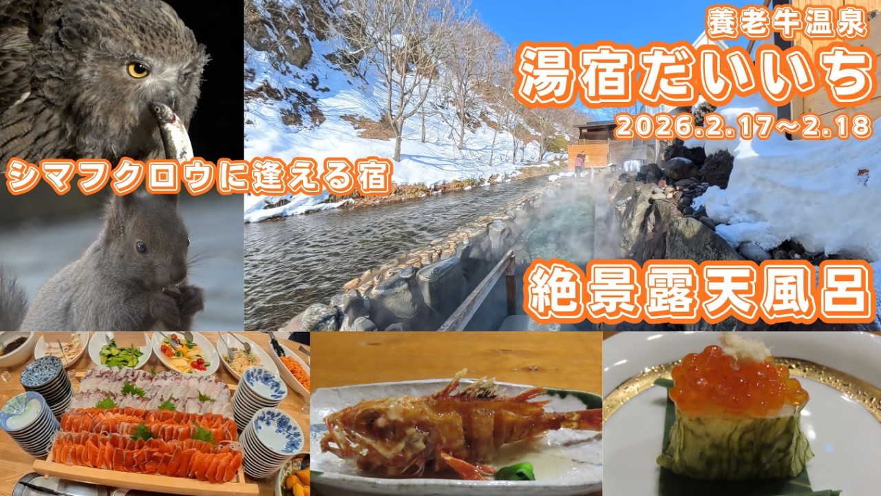 【養老牛温泉/湯宿だいいち】第388回 シマフクロウが飛来する秘湯！憧れの湯宿だいいち宿泊記（2026.2.17〜2.18）