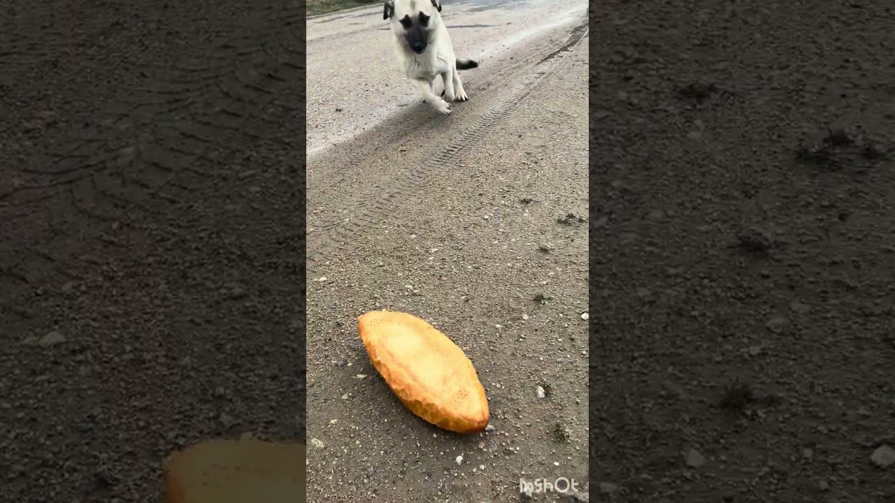 Ölümle yaşam arasında kalmış garibim ayakları morarmış yağmur ve soguktan 