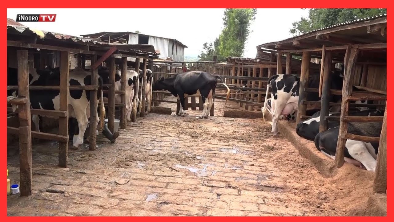 Ũtaaramu wa gwaka kiugũ kĩa Ng&rsquo;ombe#MũgambowaMũrĩmi Part 3